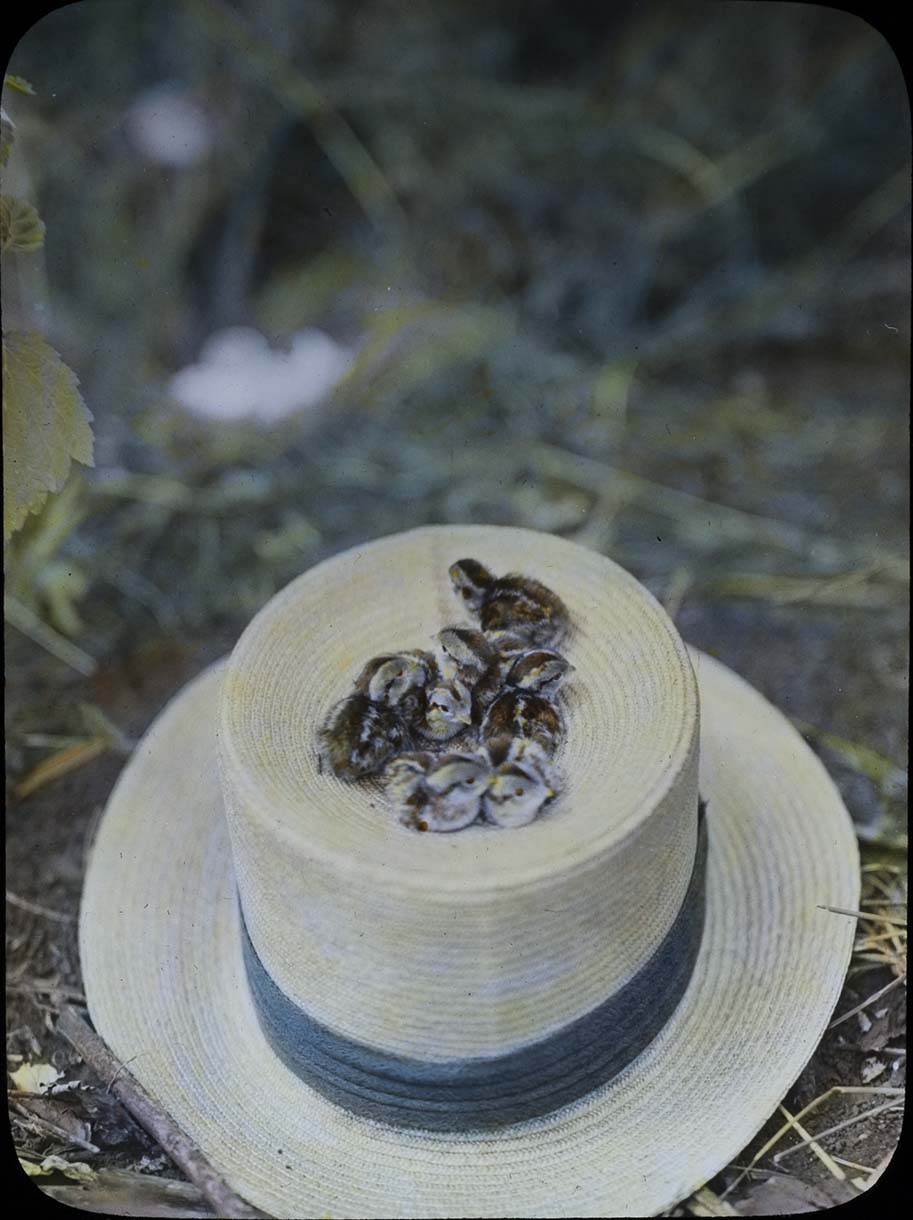 Lantern slide and photograph of Bobwhite Quail chicks sitting on top of a hat