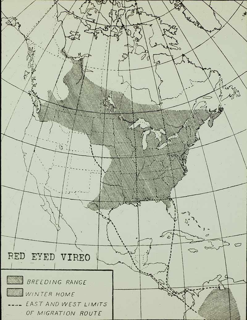 Lantern slide of a Red-eyed Vireo range map 