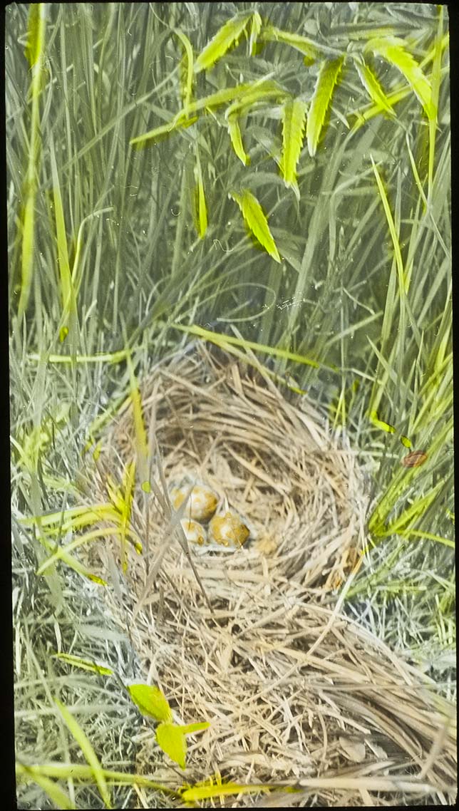 Lantern slide and photograph of eggs in a Bobolink nest