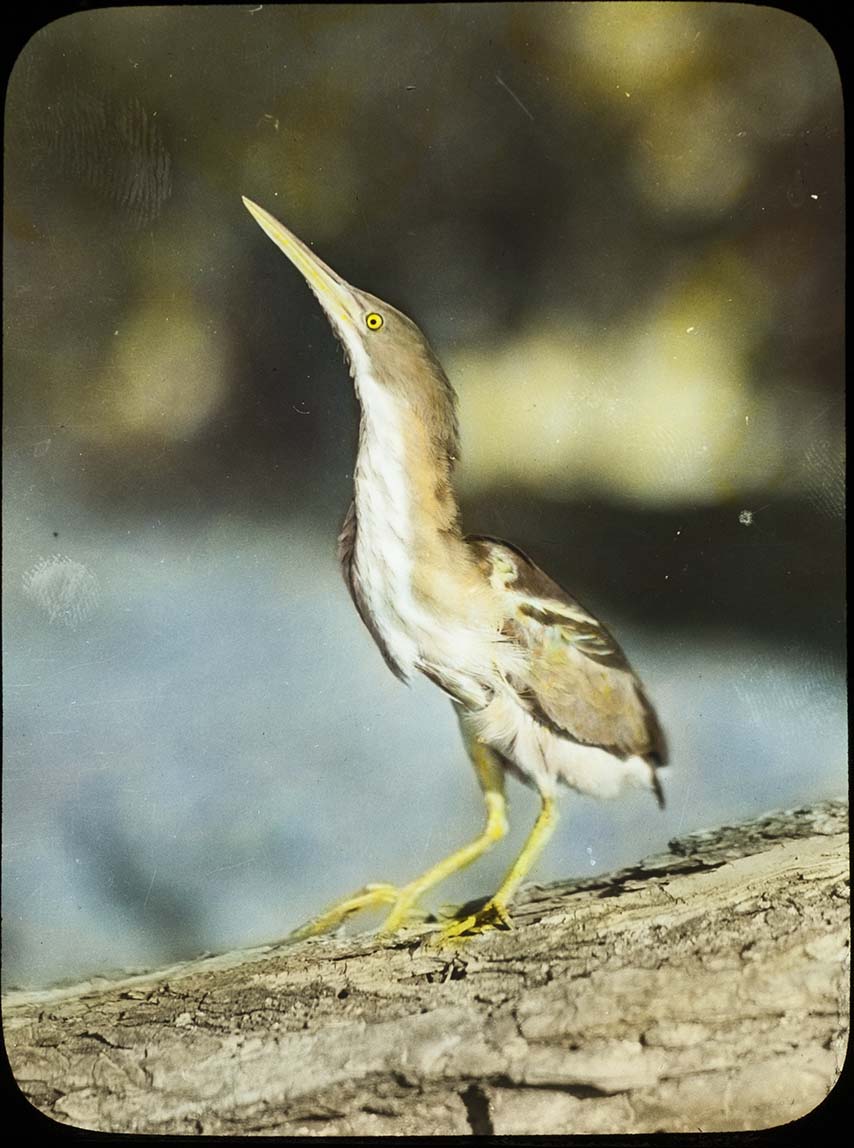 Lantern slide and photograph of a Least Bittern 