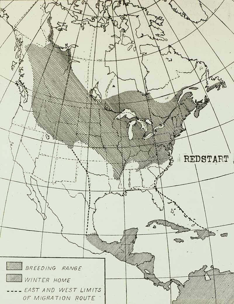 Lantern slide of a Redstart range map