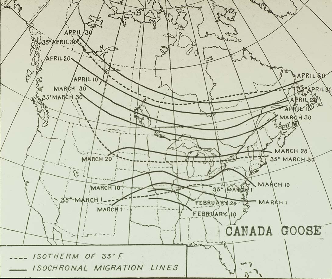 Lantern slide of a Canada Goose migration route map