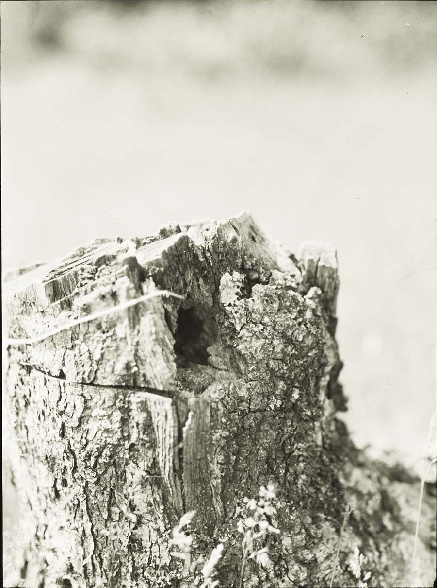 Lantern slide and photograph of a Chickadee nest in a tree stump