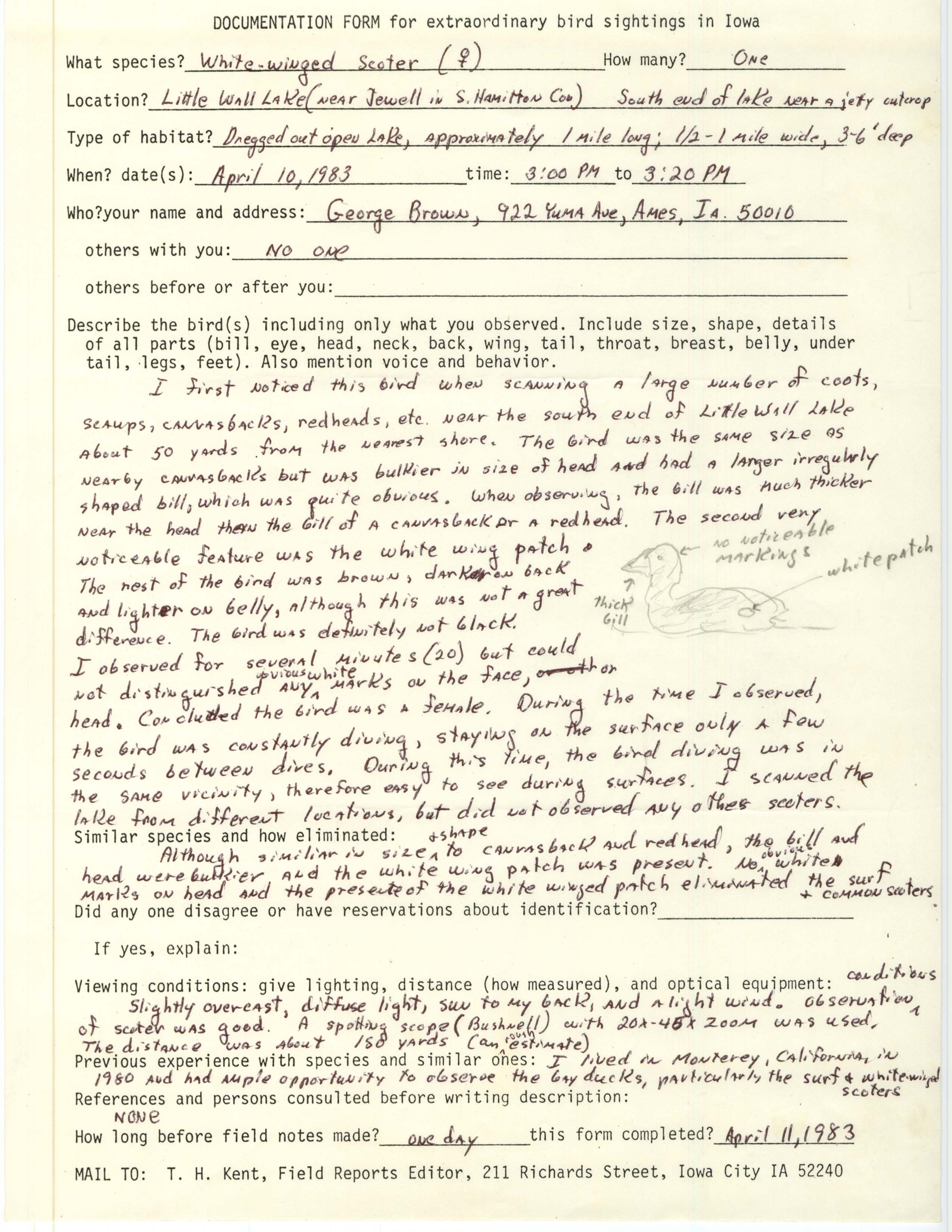 Rare bird documentation form for White-winged Scoter at Little Wall Lake, 1983
