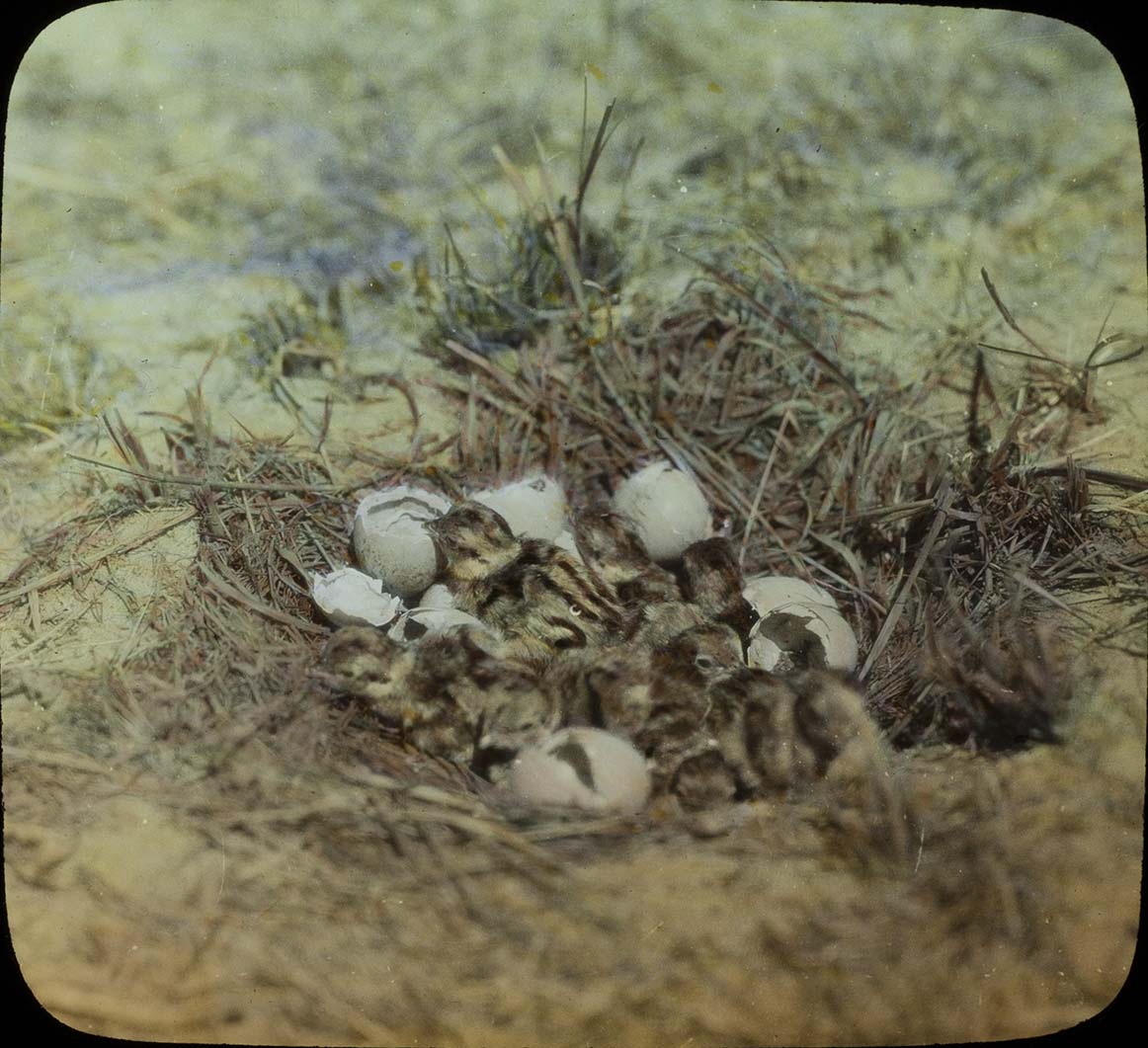 Lantern slide of young Prairie Chickens in a nest