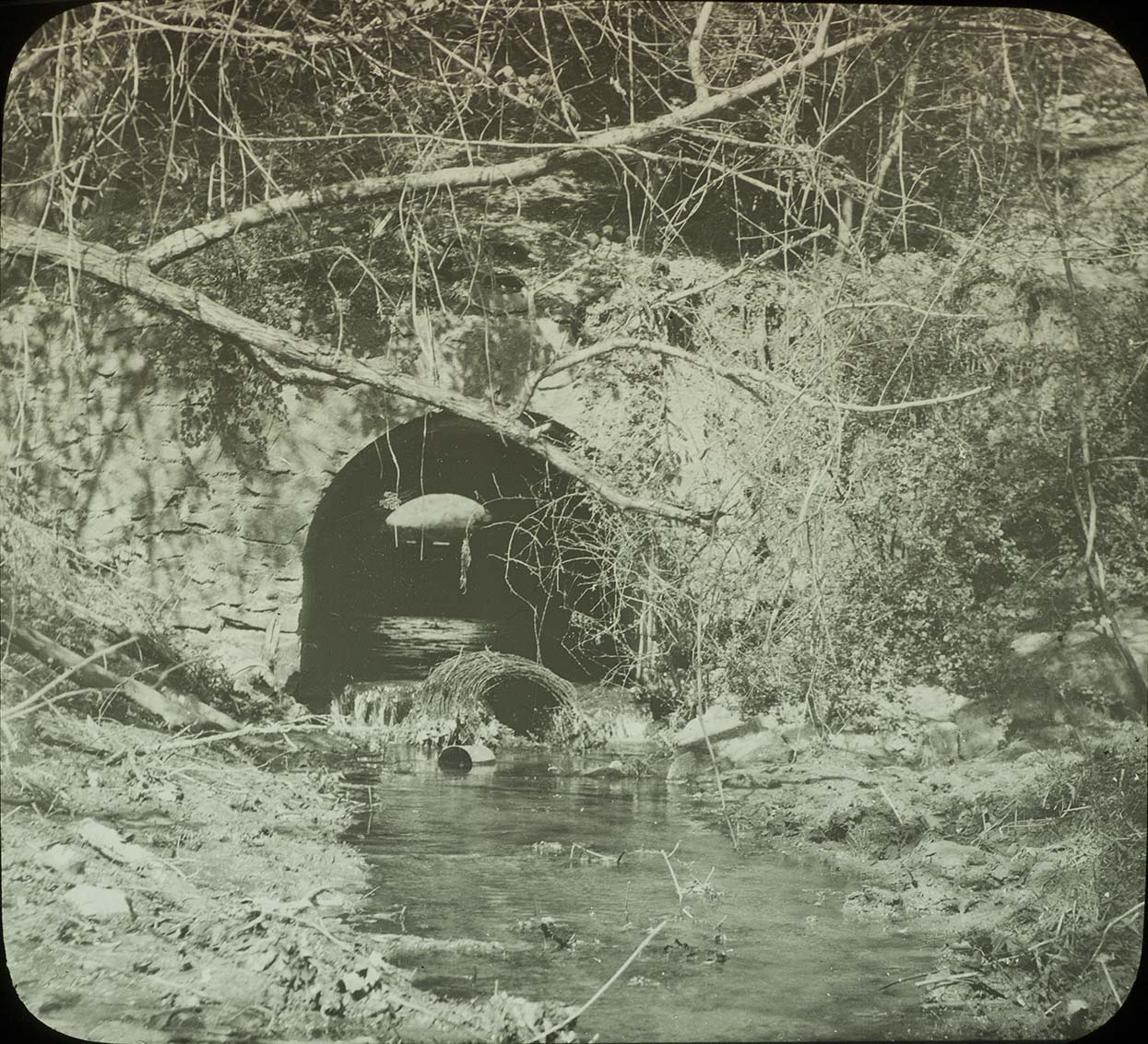 Lantern slide and photograph of the Phoebe nest site