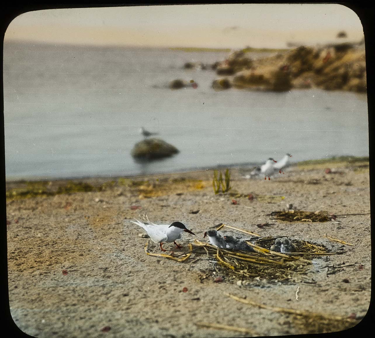 Lantern slide and photograph of a Forster's Tern feeding young