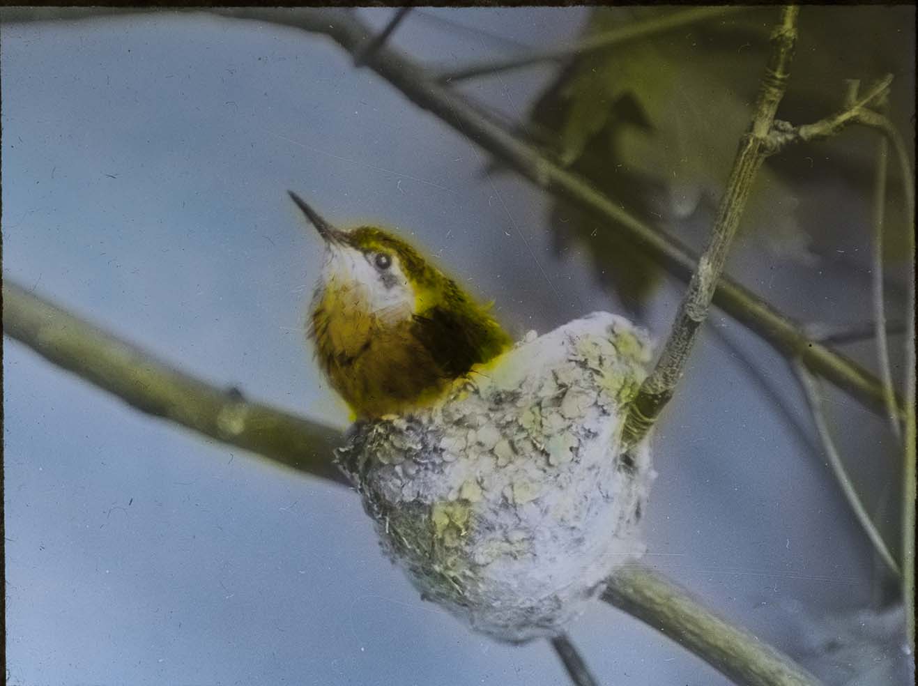 Lantern slide and photograph of a Ruby-throated Hummingbird in a nest