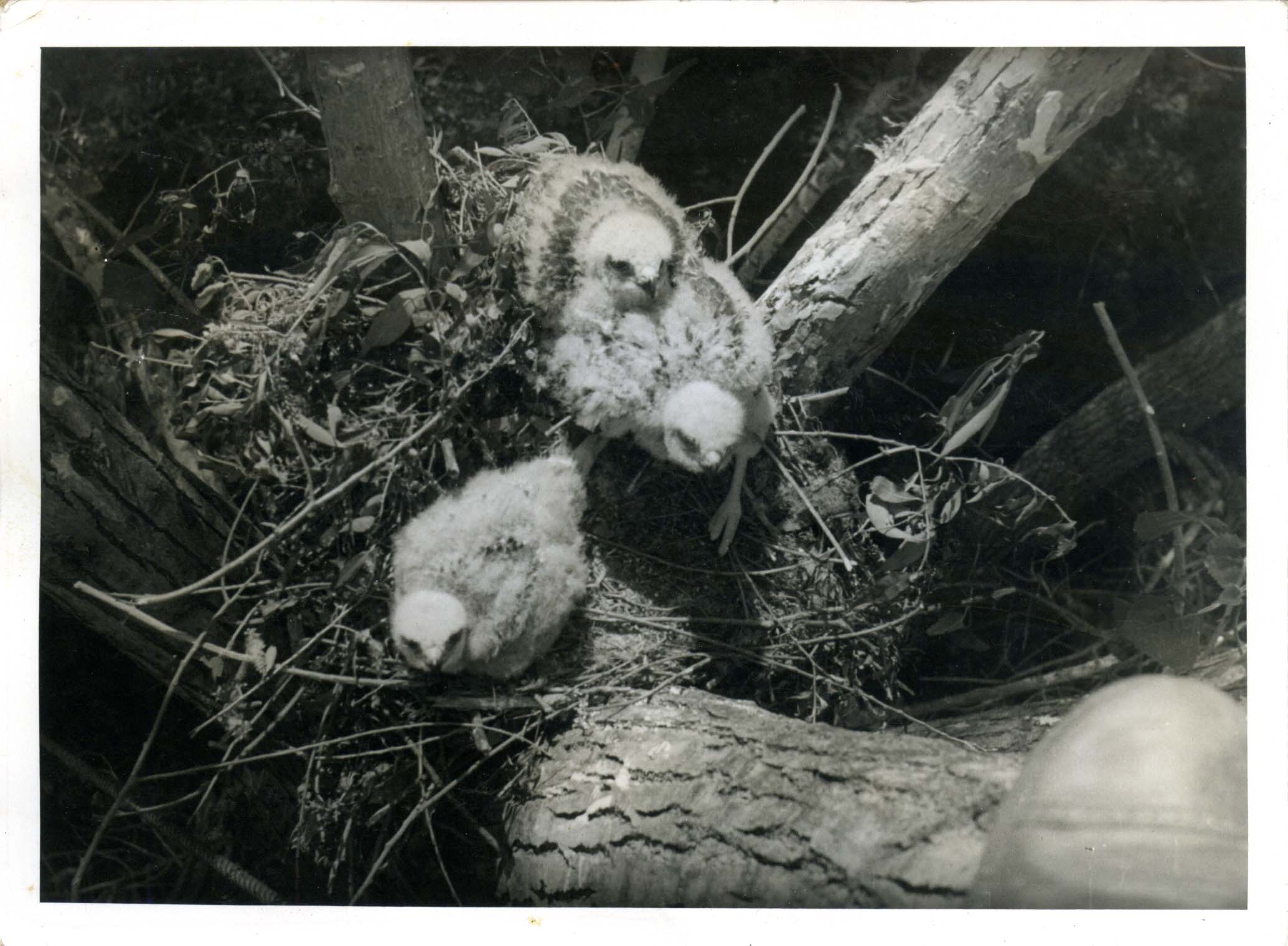 Photograph of three Red-shouldered Hawks in a nest