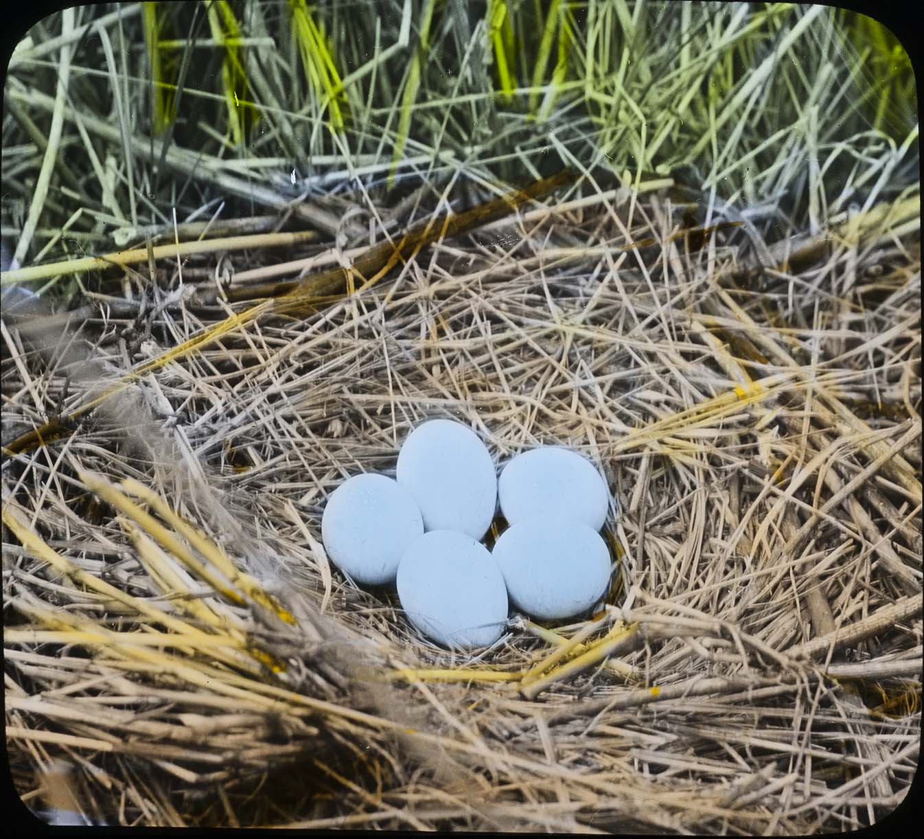 Lantern slide and photograph of eggs in a Marsh Hawk nest