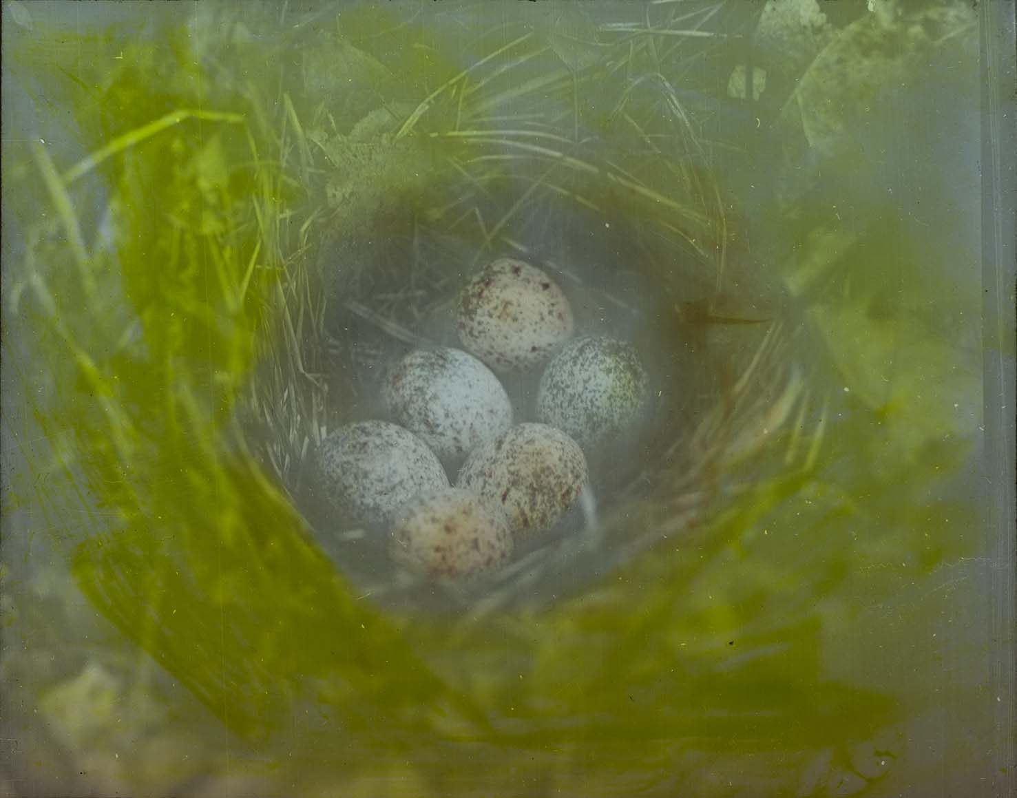 Lantern slide and photograph of eggs in a Towhee nest