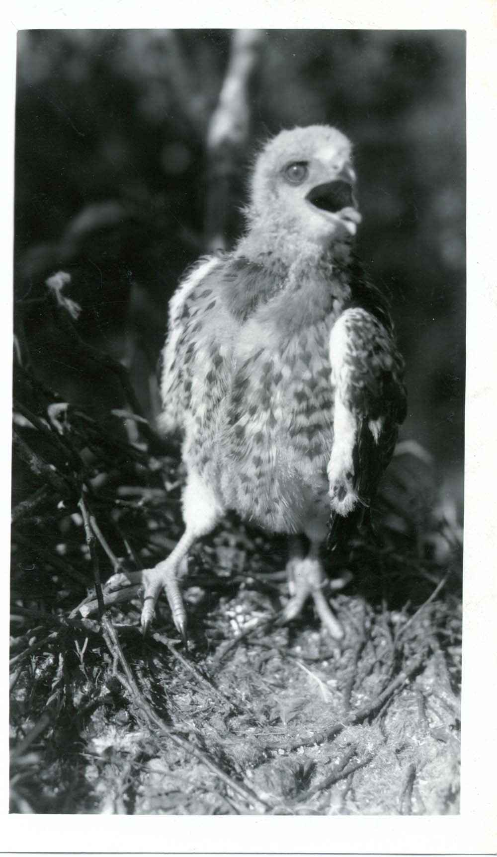 Photograph of a young Red-tailed Hawk in a nest