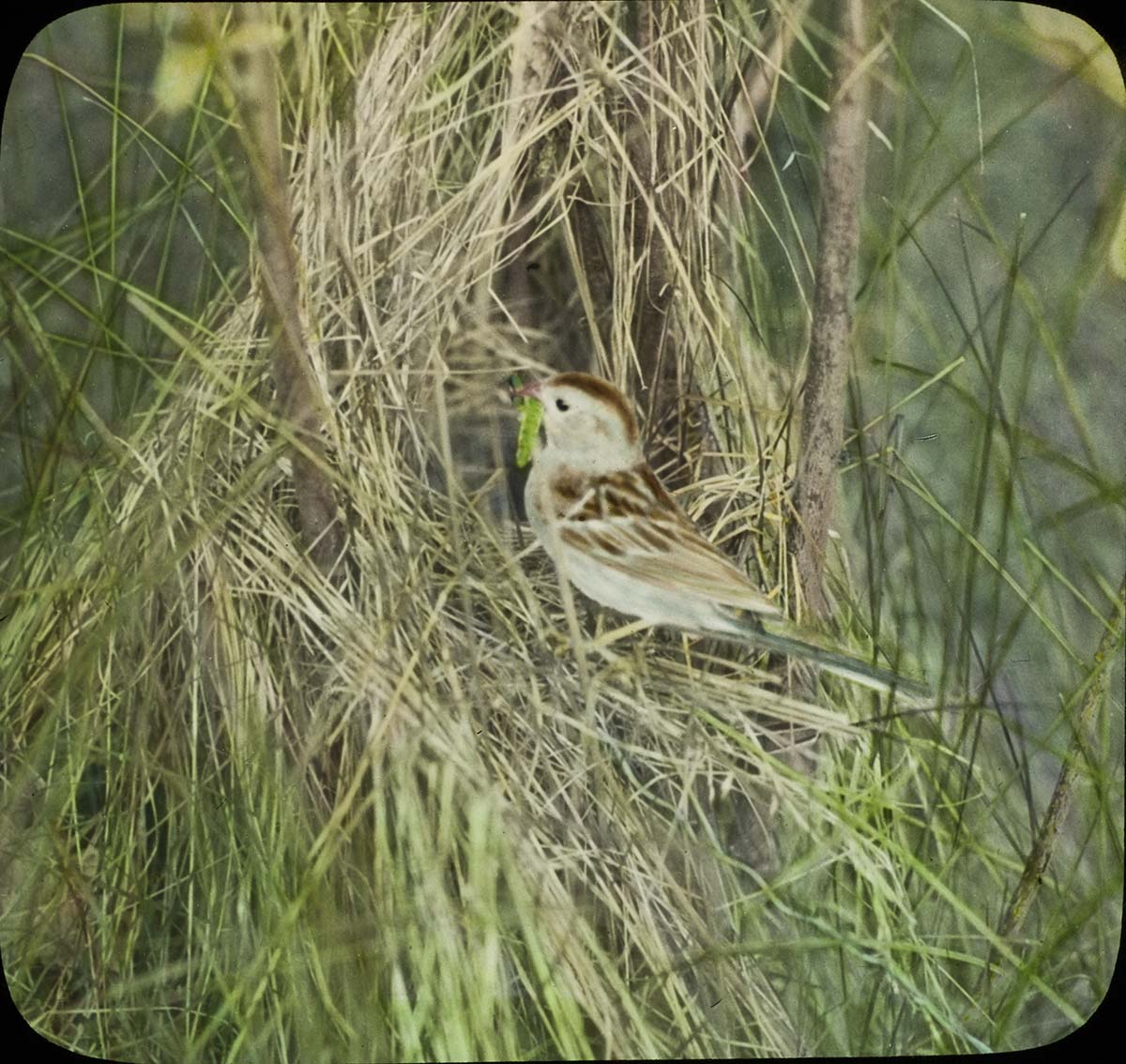 Lantern slide and photograph of a Field Sparrow at nest with food