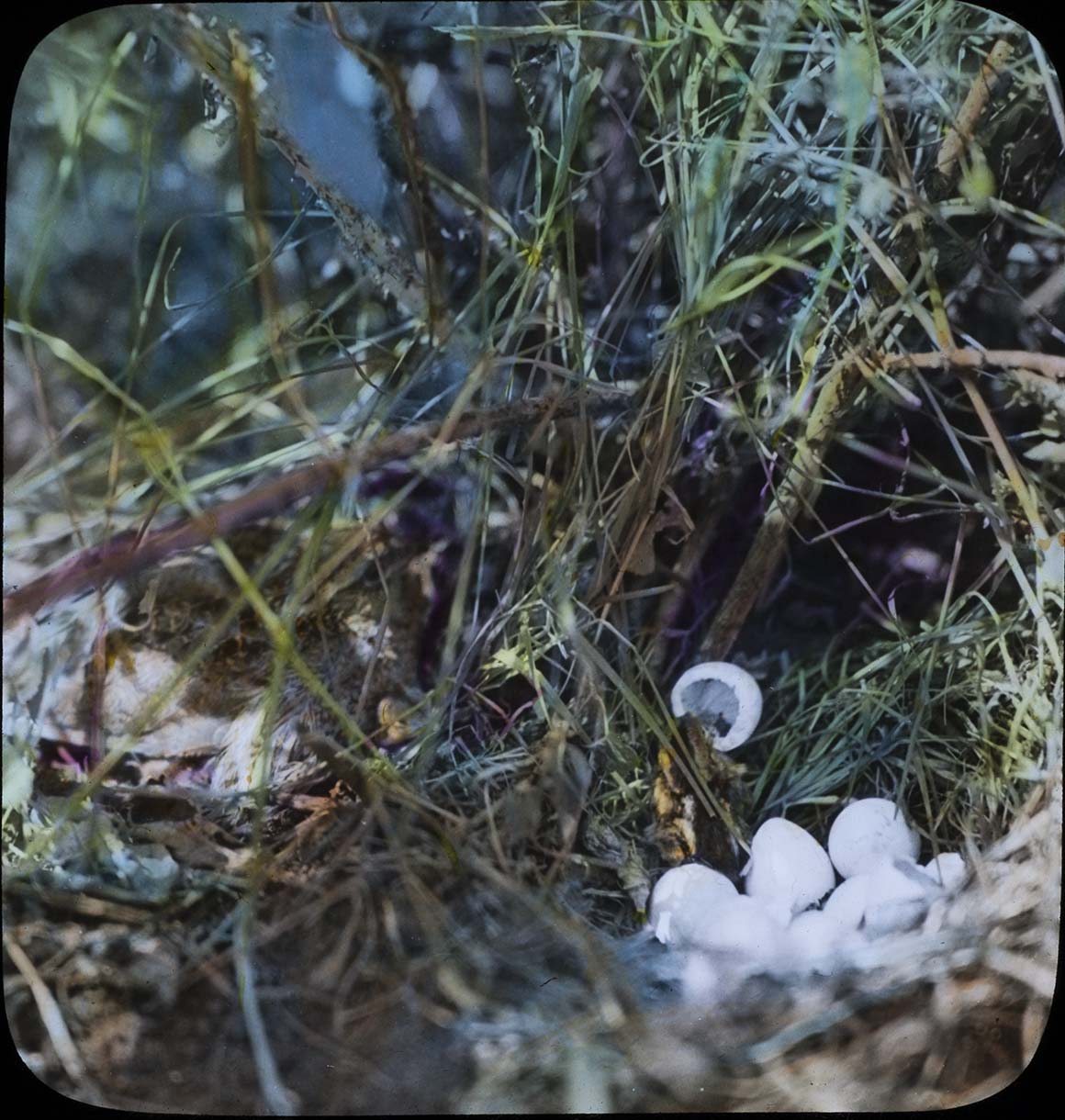 Lantern slide of a nest with eggs hatching
