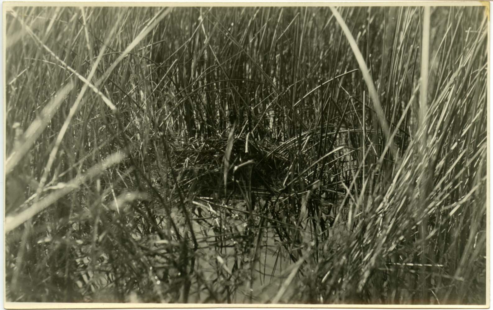 Photograph of a Pied-billed Grebe nest