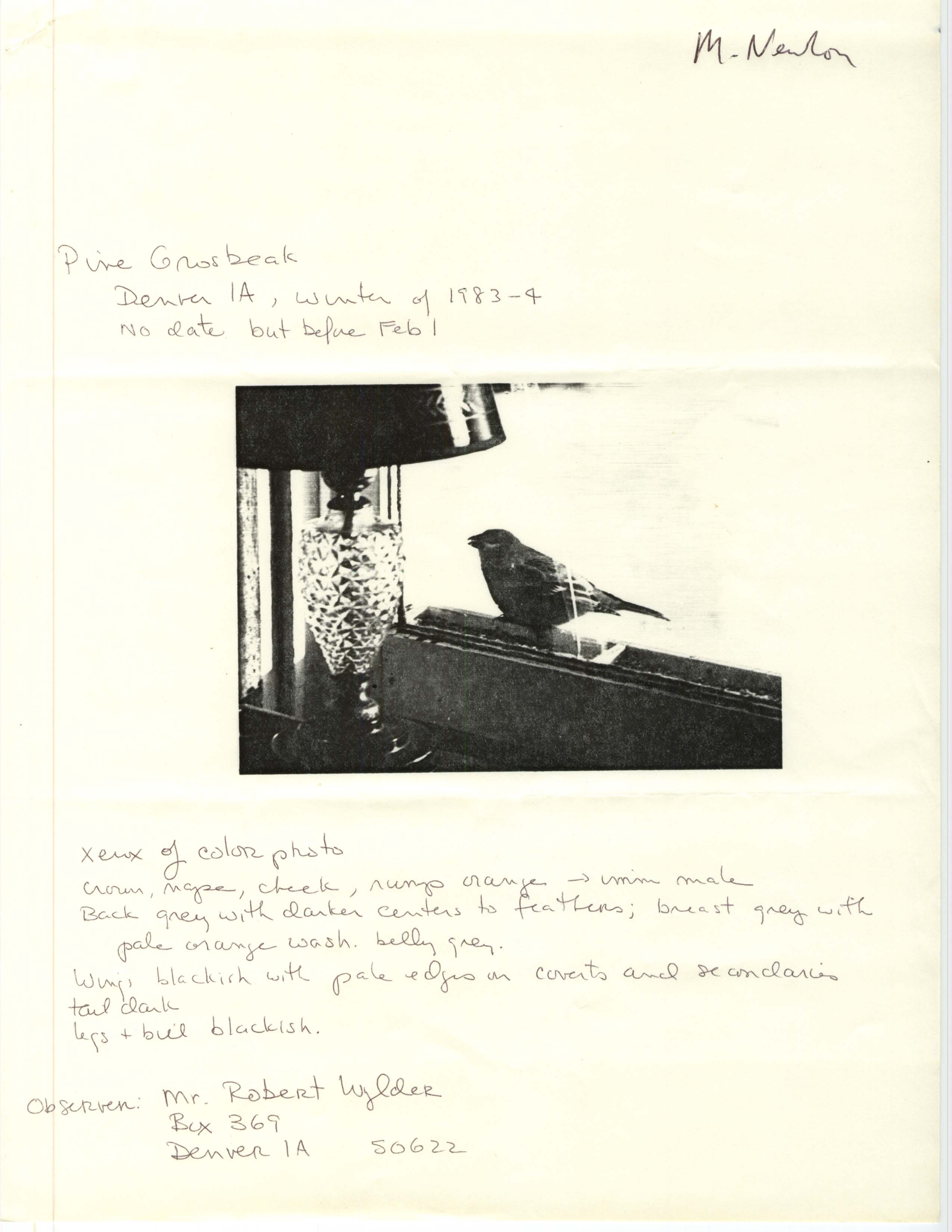 Gladys Black letter to Michael Newlon regarding bird sightings including a Pine Grosbeak, February 1, 1984