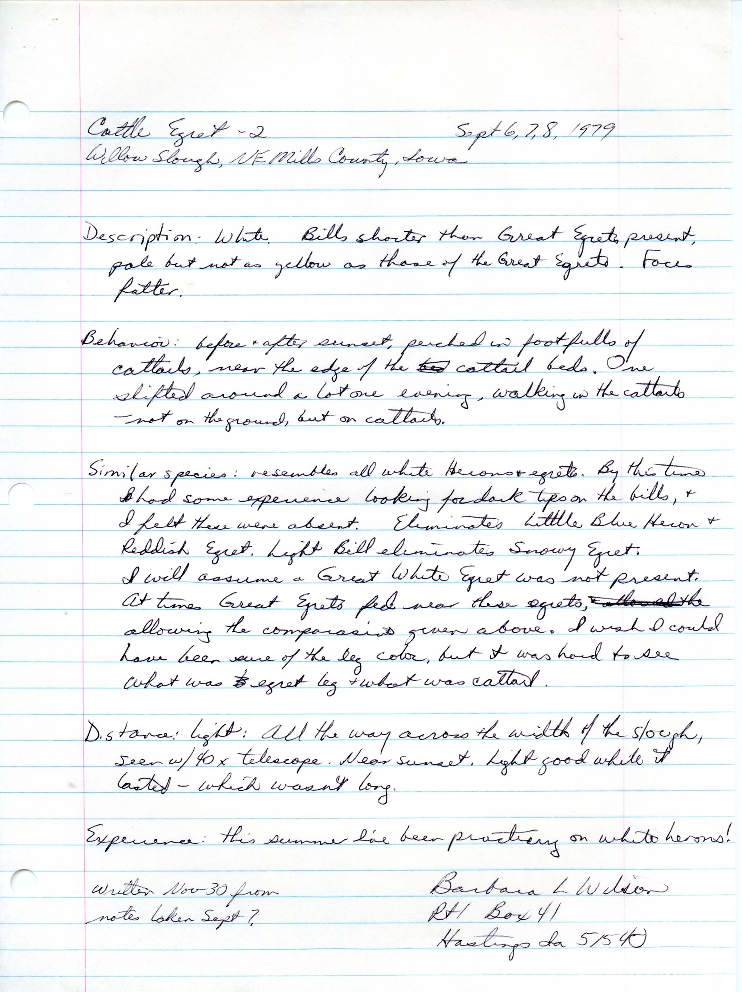 Rare bird documentation for Cattle Egret at Willow Slough, November 30, 1979