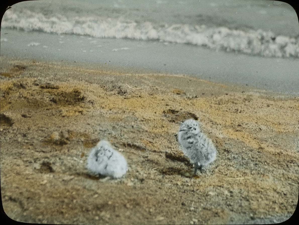 Lantern slide and photograph of two young Ring-billed Gulls 