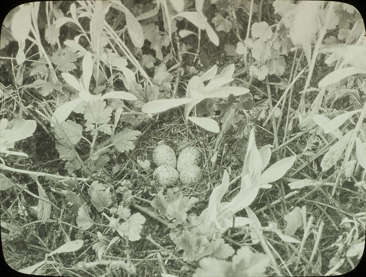 Lantern slide of eggs in a Spotted Sandpiper nest