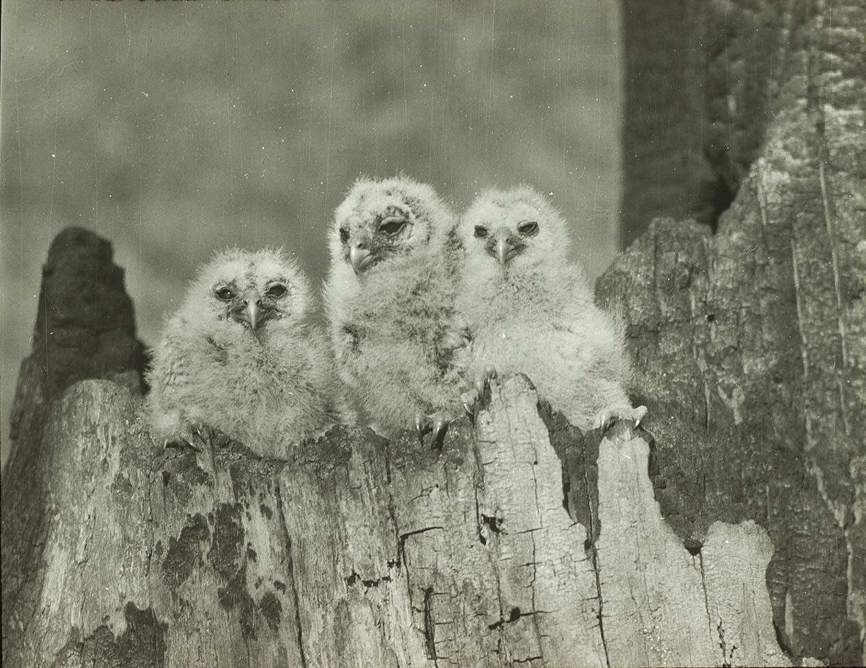 Lantern slide and photograph of three young Barred Owls perching on a tree trunk