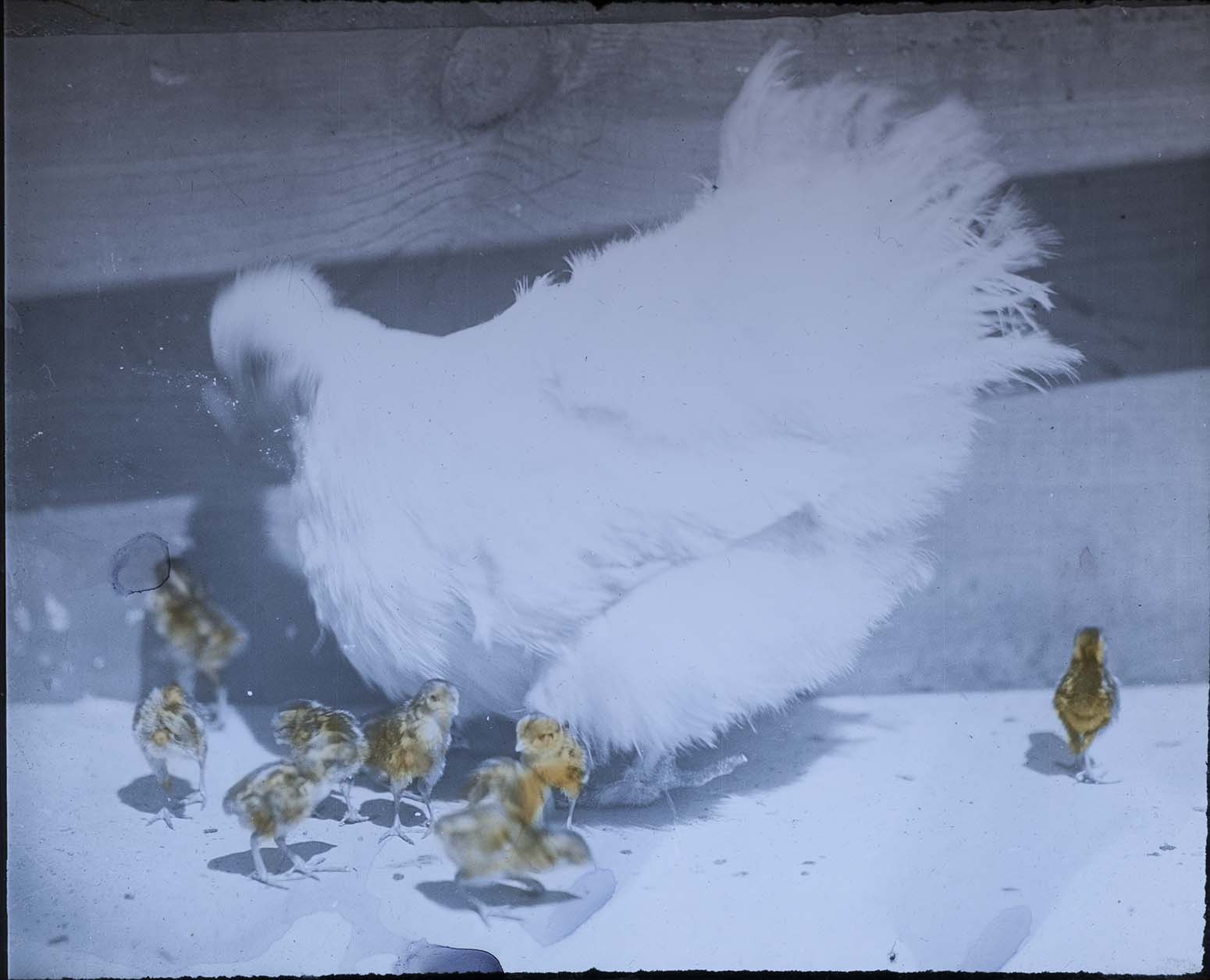 Lantern slide of a hen with hatched young