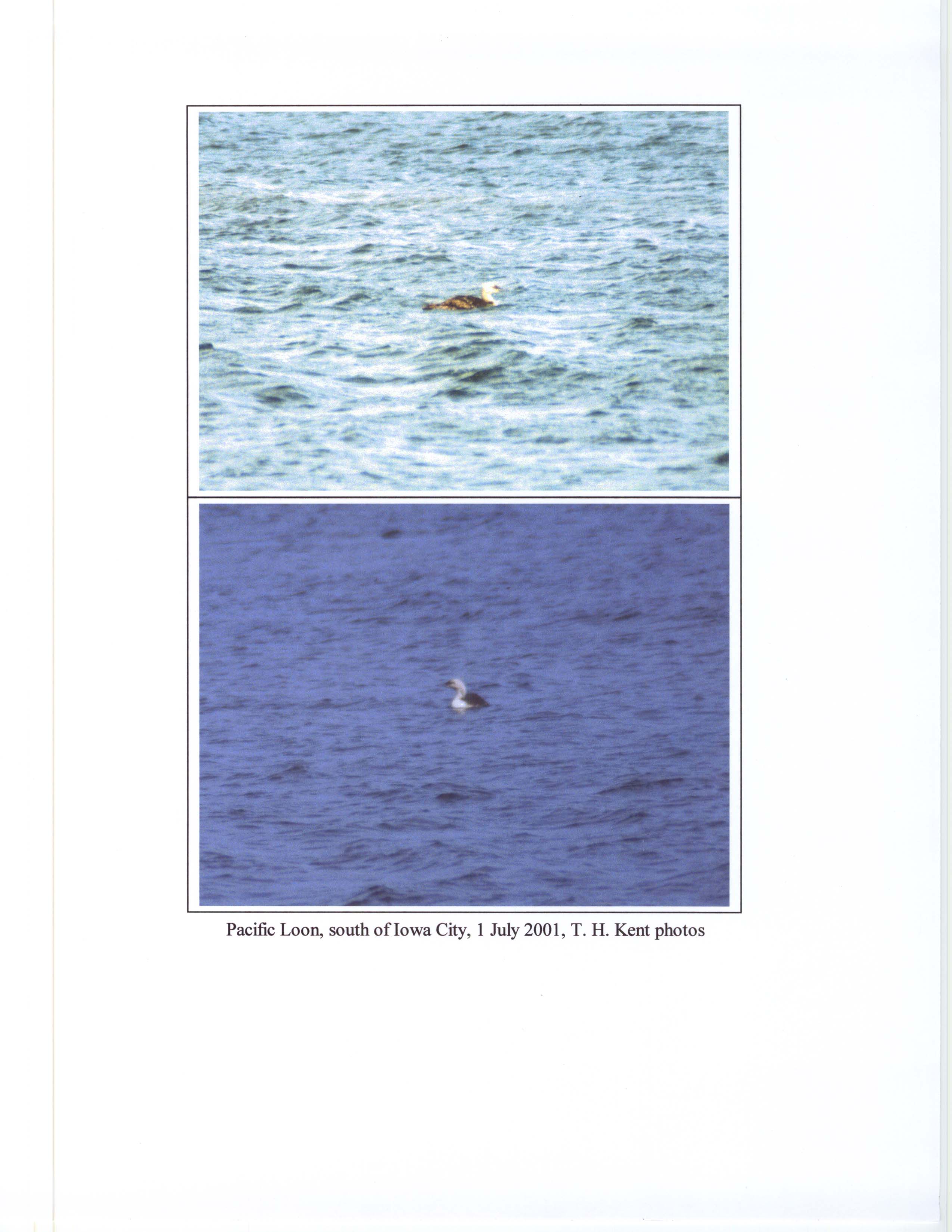 Photographs of a Pacific Loon, July 1, 2001