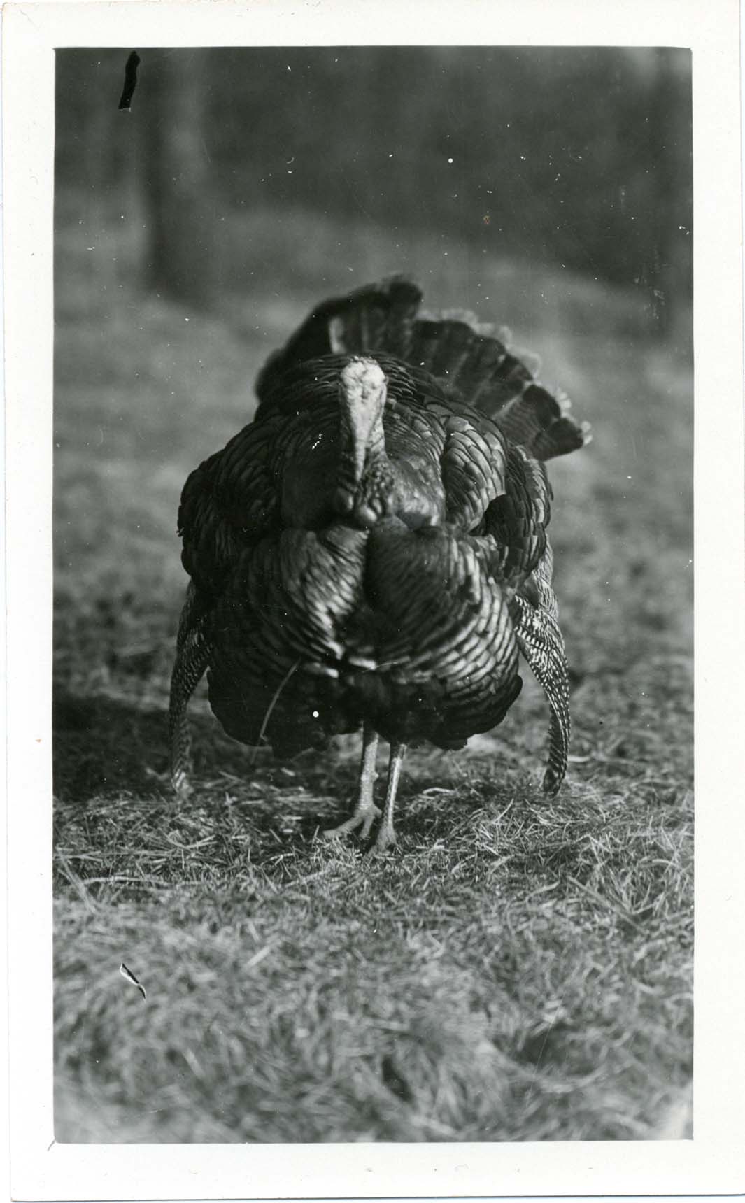 Photograph of a male Wild Turkey