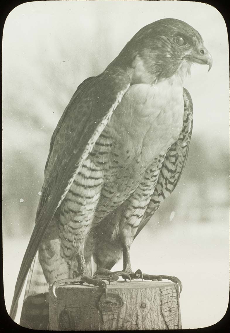Lantern slide and photograph of a Peregrine Falcon mounted specimen