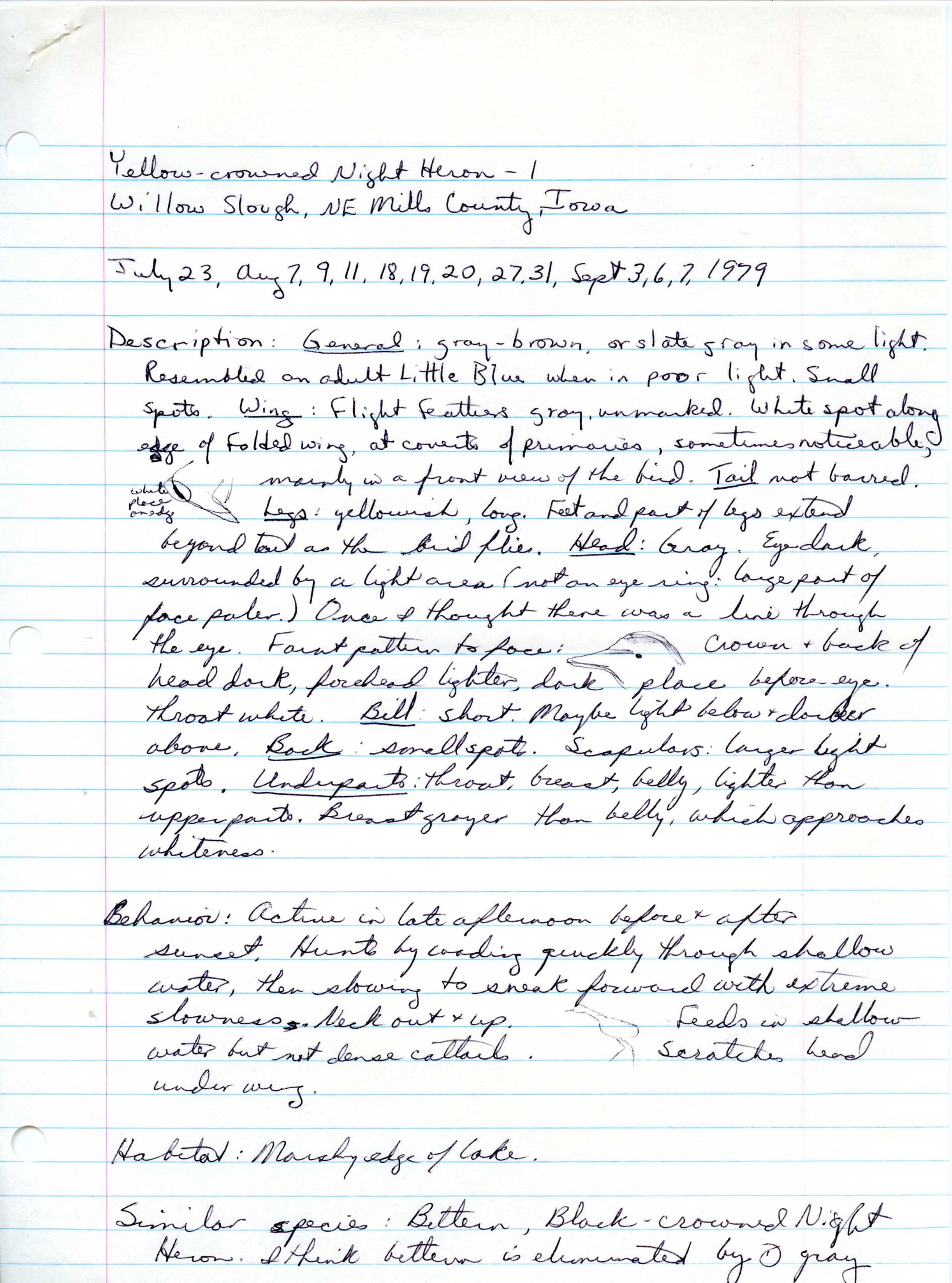 Rare bird documentation for Yellow-crowned Night Heron at Willow Slough, November 30, 1979