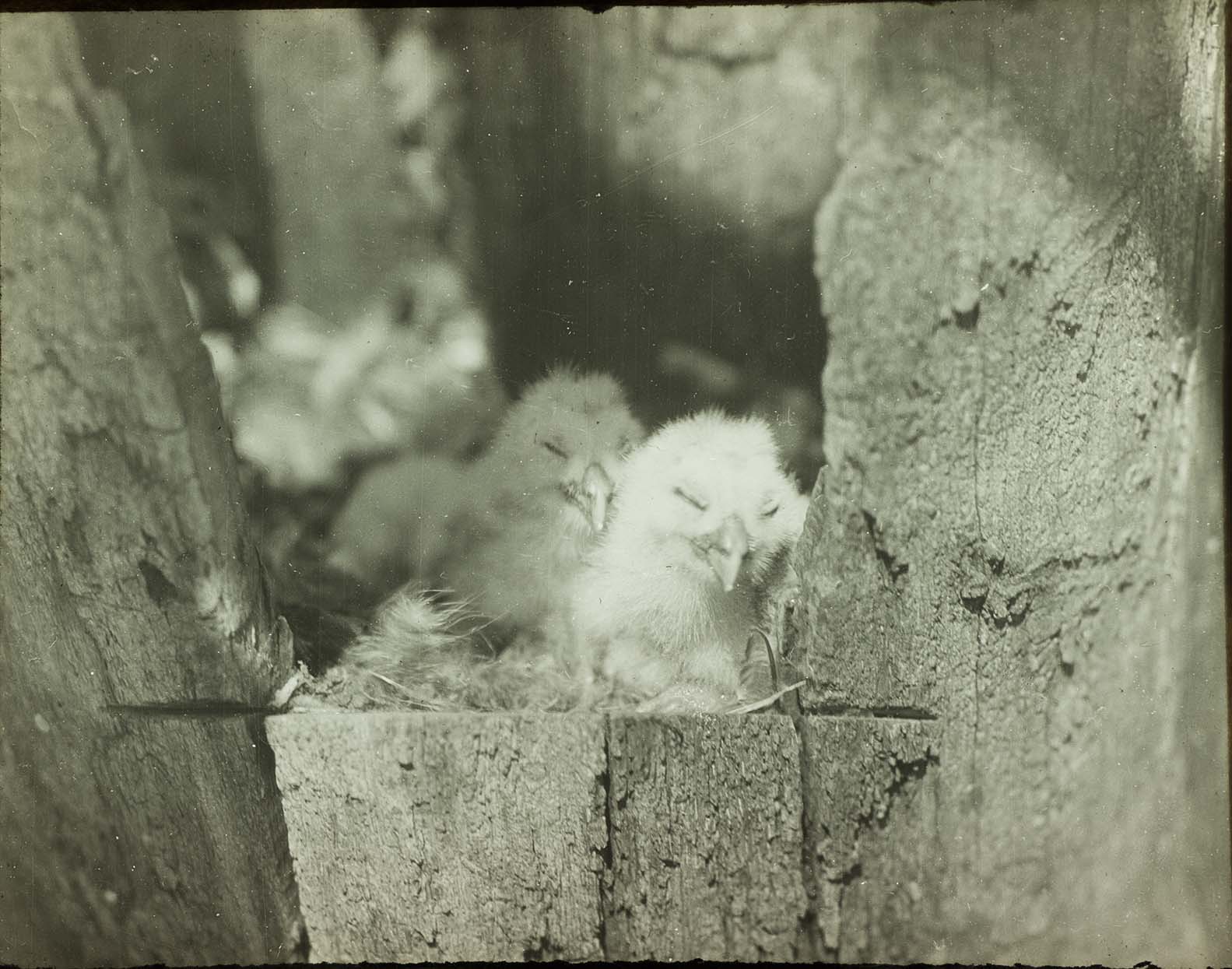 Lantern slide and photograph of two young Barred Owls sleeping
