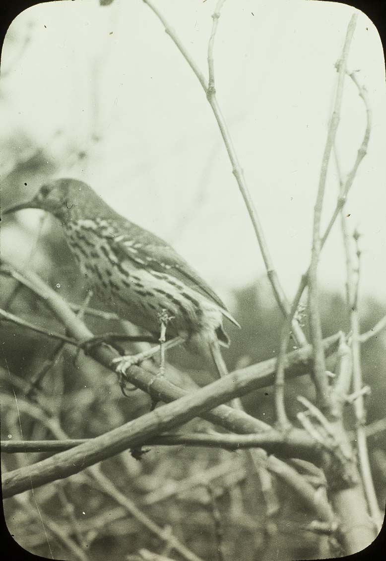 Lantern slide of a Brown Thrasher perching on a branch