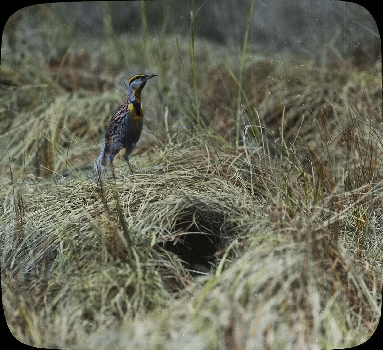 Lantern slide and photograph of a Meadowlark near a nest