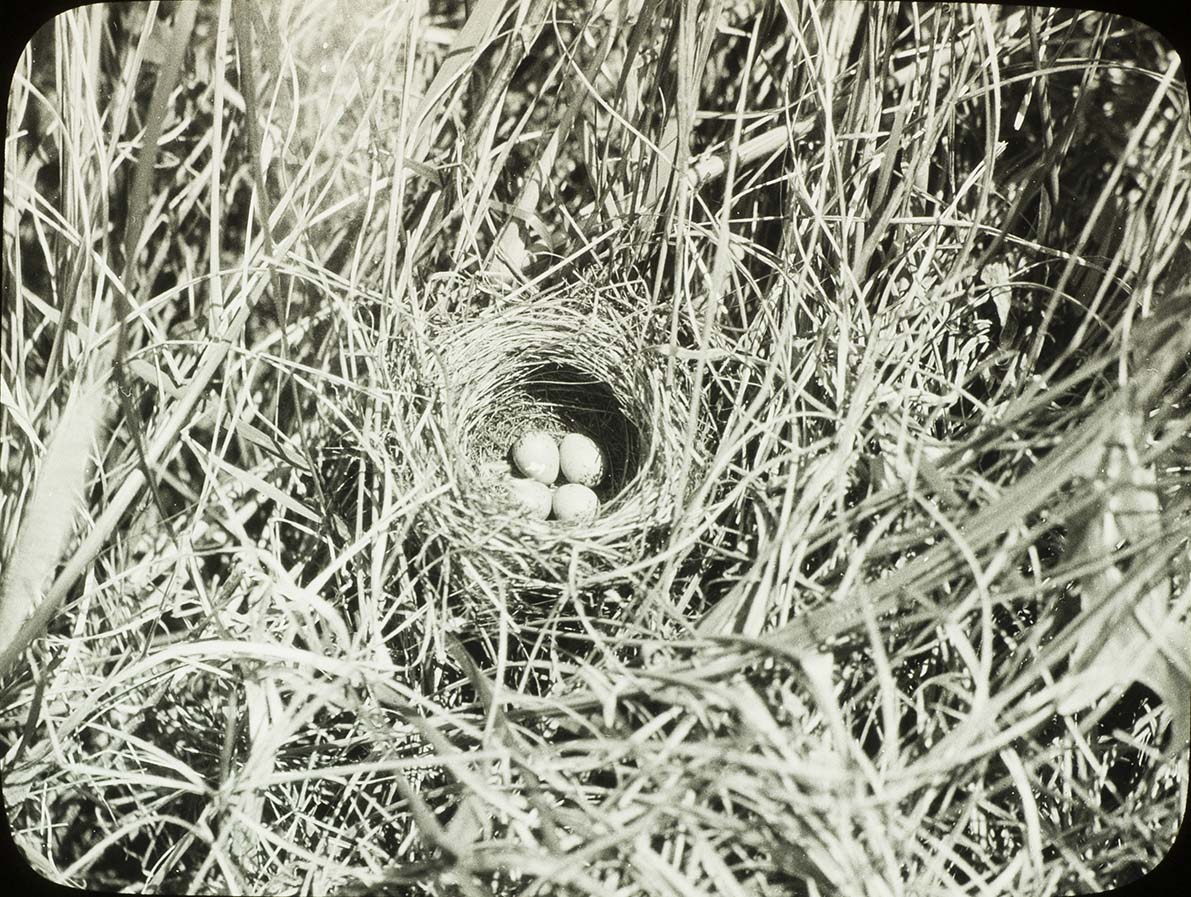 Lantern slide and photograph of eggs in a Clay-colored Sparrow nest