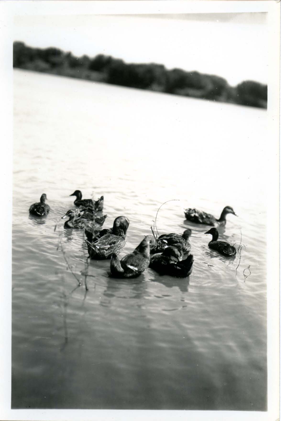 Photograph of a Mallard hen and ten ducklings swimming 