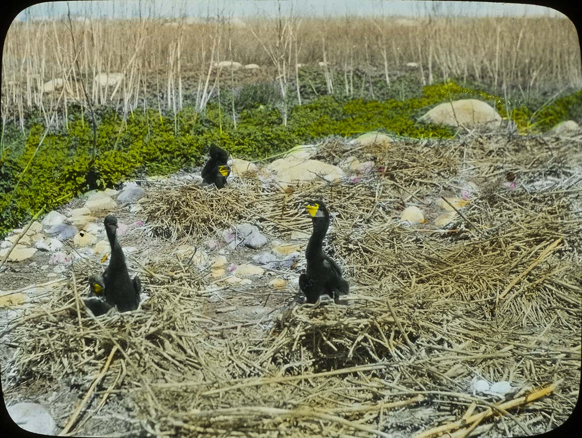 Lantern slide and photograph of three young Double-crested Cormorants in nests