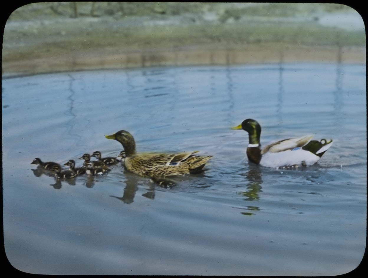 Lantern slide and photograph of a pair of Mallards swimming with ducklings