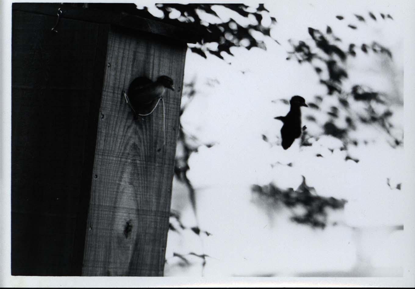 Photograph of Wood Duck ducklings leaving the duck house