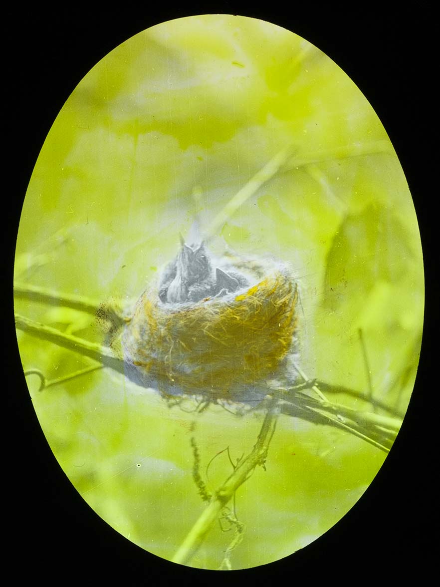 Lantern slide and photograph of young in a Least Flycatcher nest