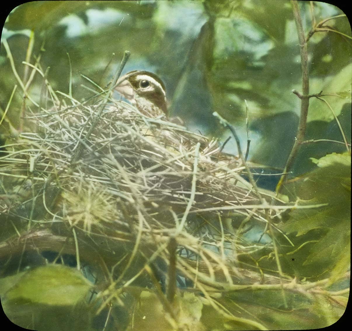 Lantern slide and photograph of a Rose-breasted Grosbeak sitting on a nest