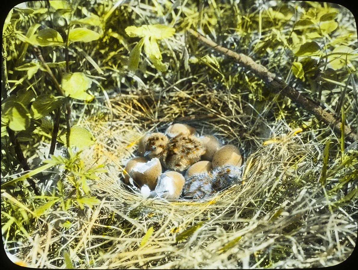 Lantern slide and photograph of a Sharp-tailed Grouse nest with chicks hatching