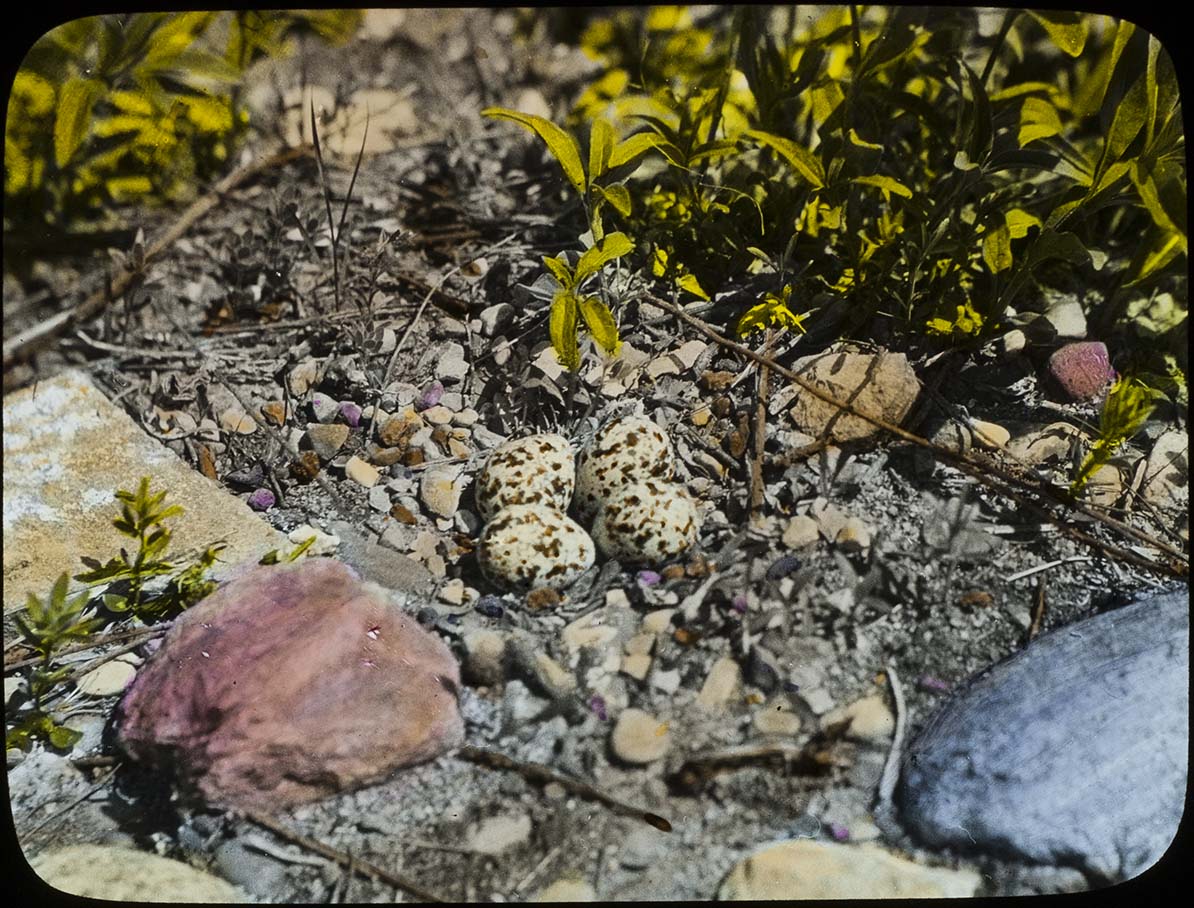 Lantern slide and photograph of eggs in a Killdeer nest