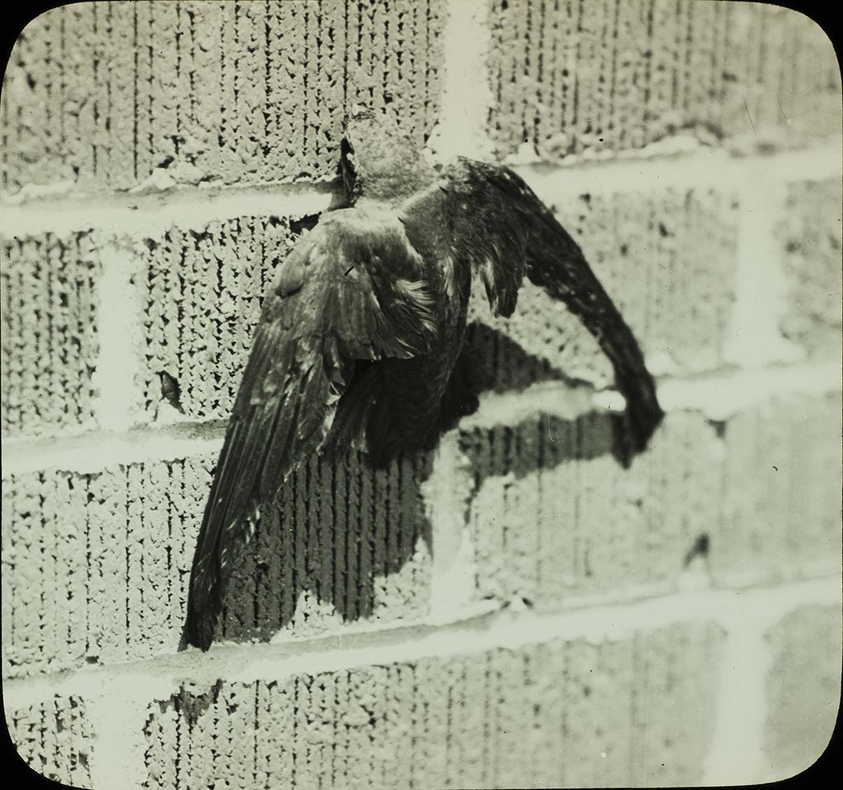 Lantern slide and photograph of a Chimney Swift clinging to a brick wall. 