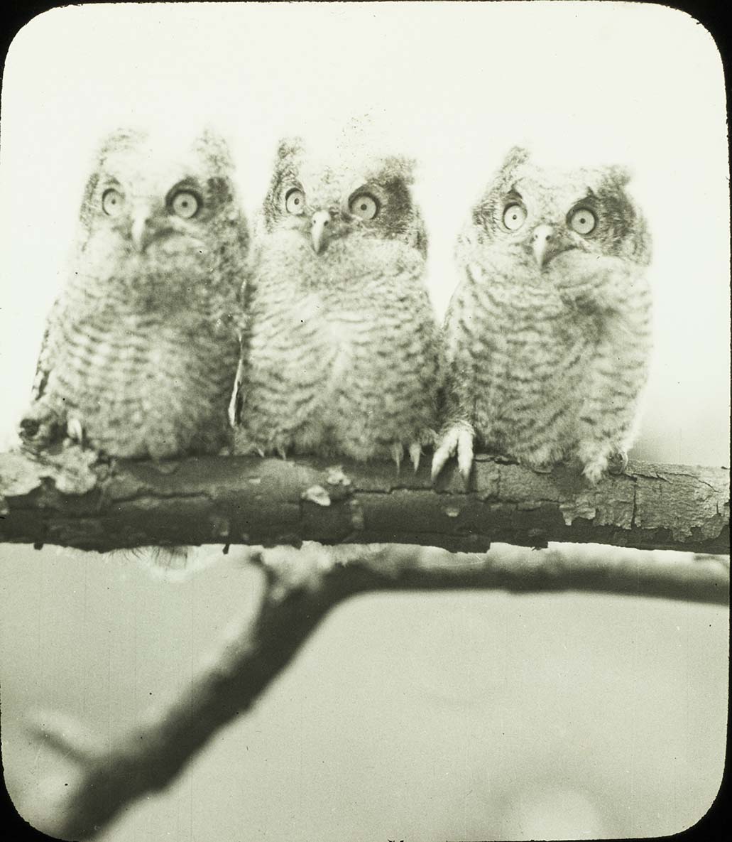 Lantern slide and photograph of three young Screech Owls perching on a tree branch