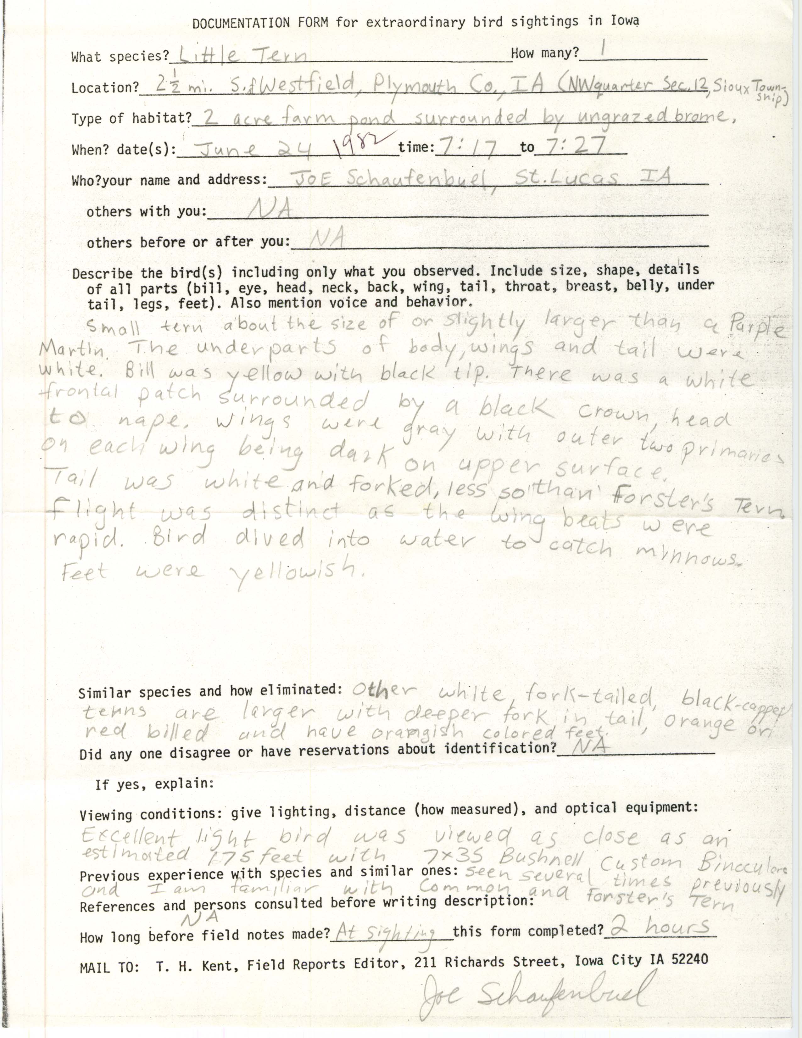 Rare bird documentation form for Little Tern south of Westfield, 1982