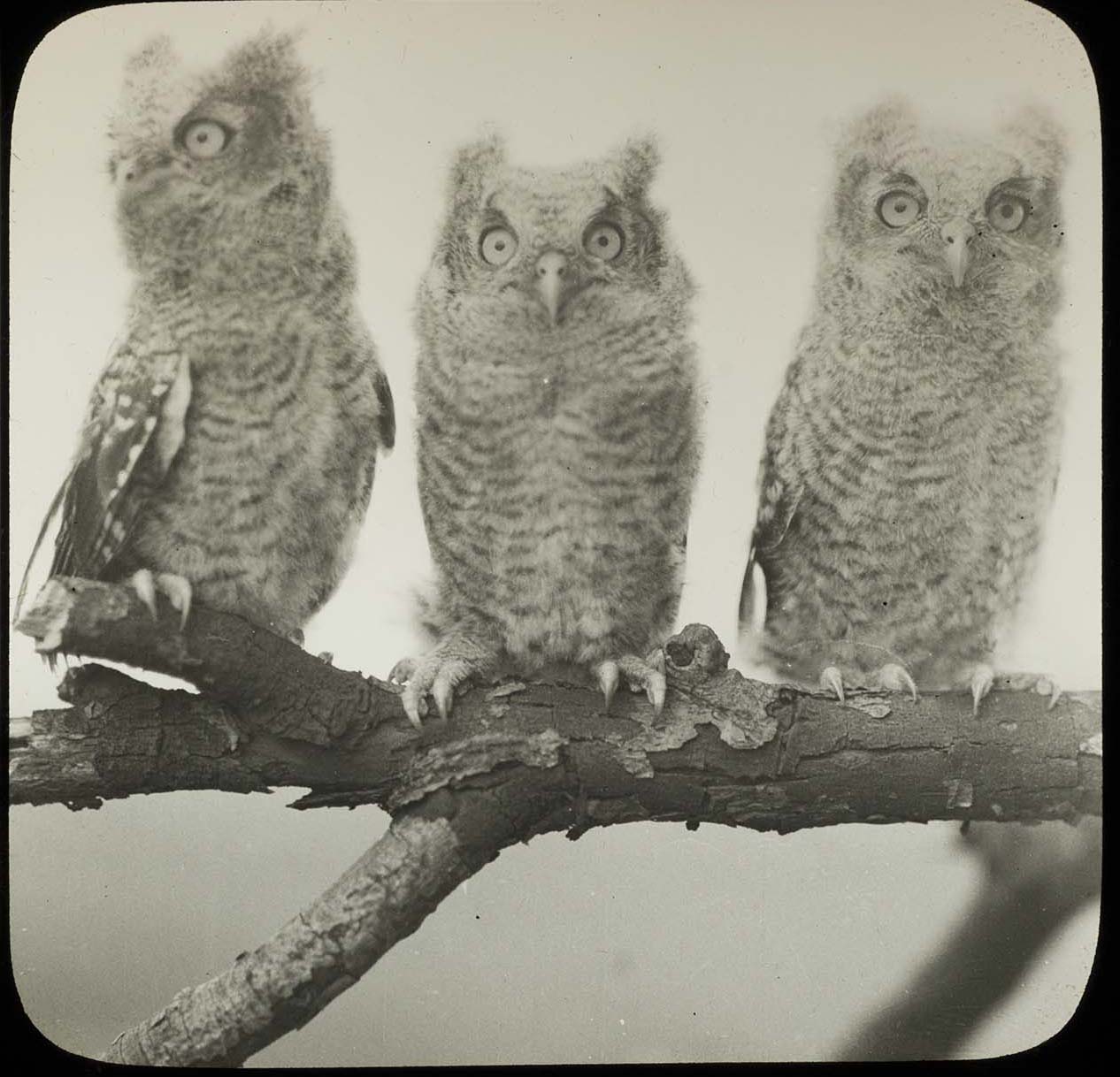 Lantern slide and photograph of three young Screech Owls perching on a tree branch