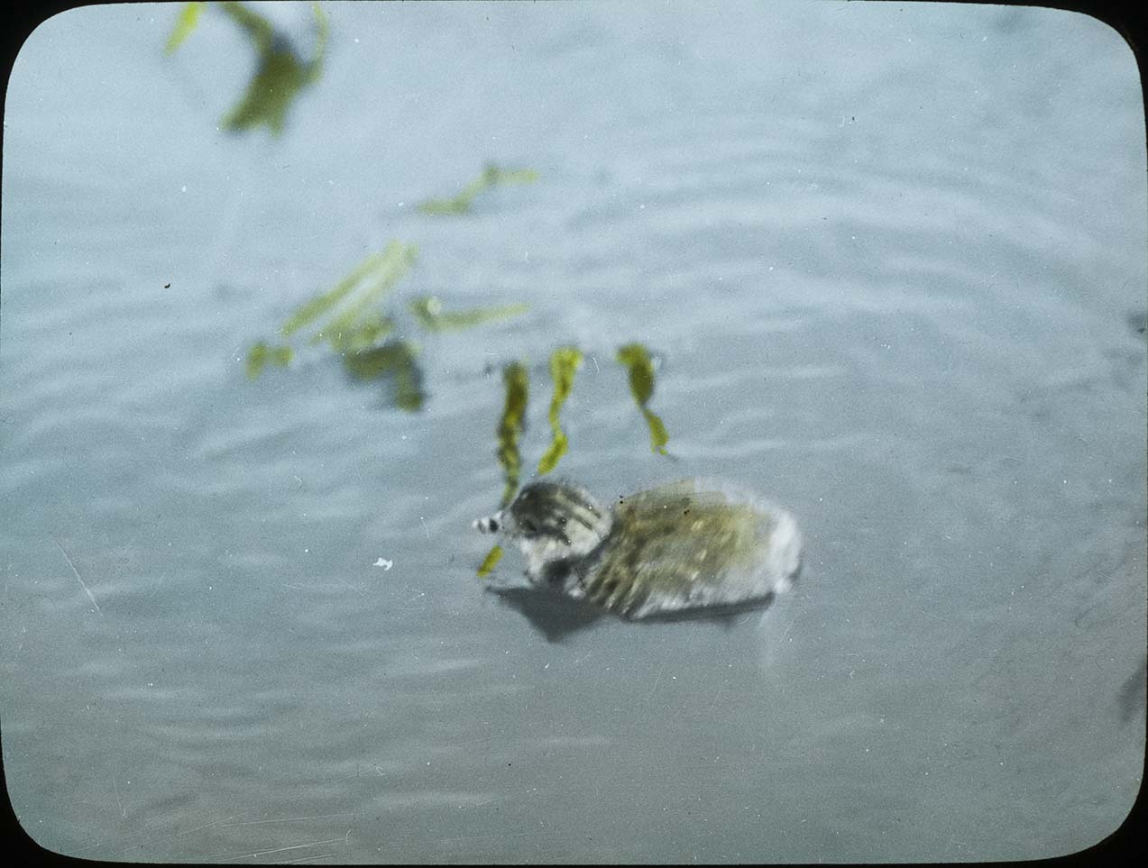 Lantern slide and photograph of an Eared Grebe chick swimming