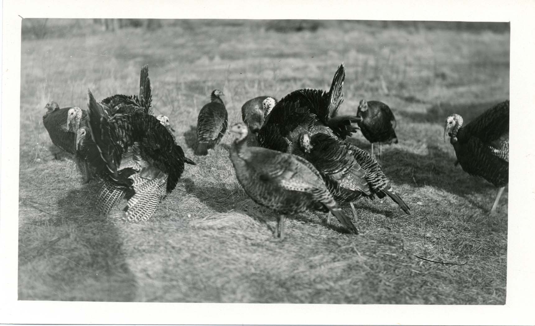 Photograph of a flock of Wild Turkeys
