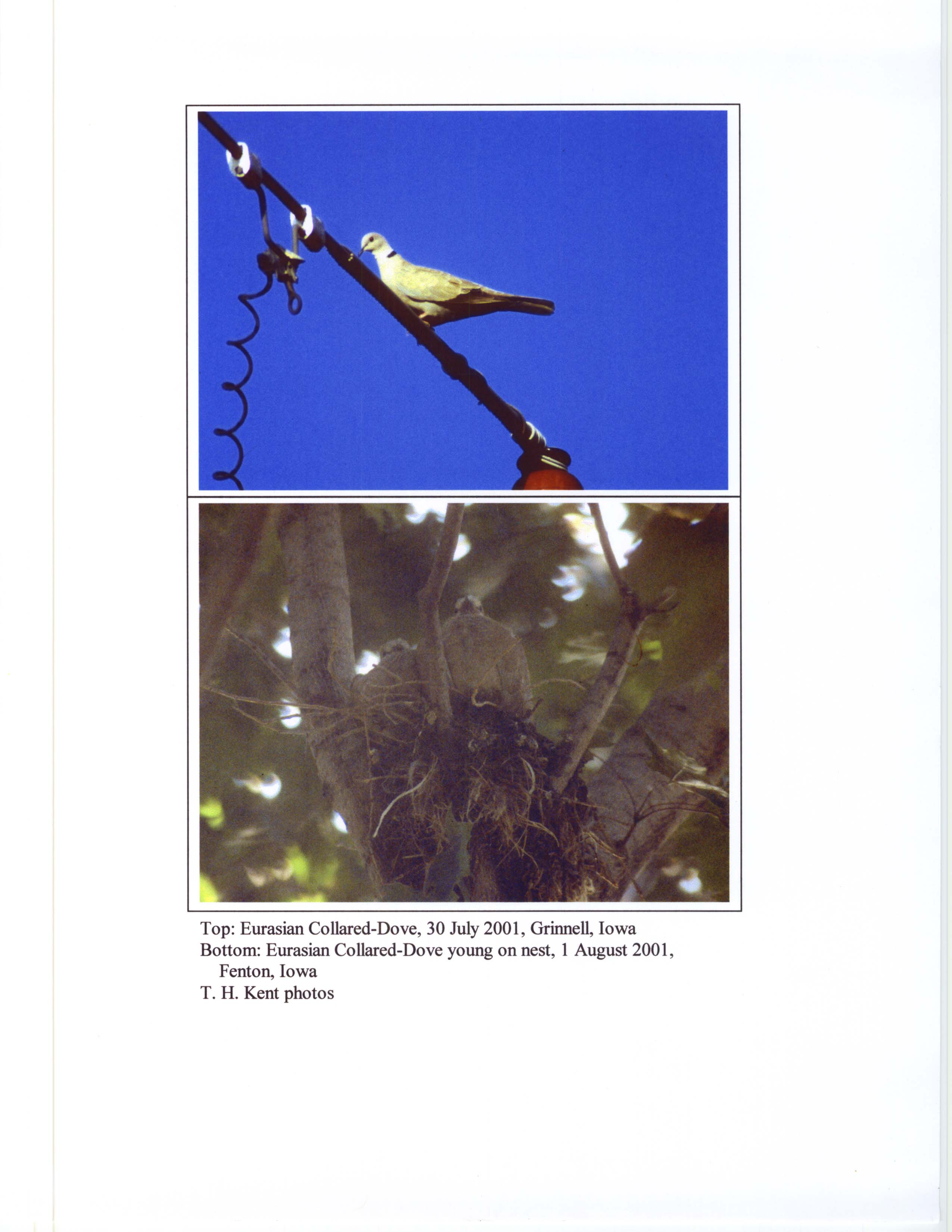 Photographs of an Eurasian Collard Dove, summer 2001