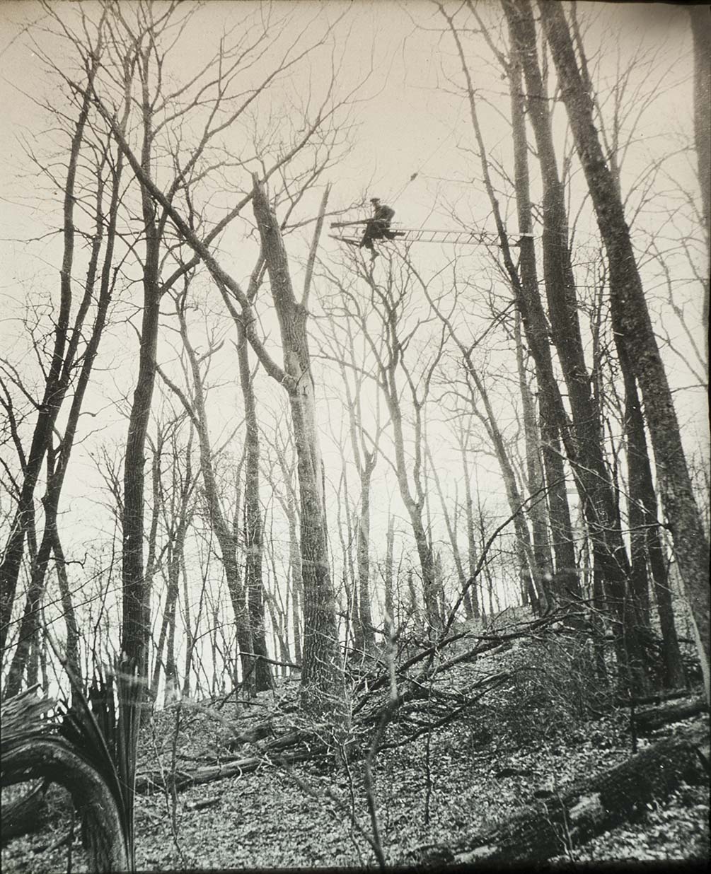 Lantern slide and photograph of Walter Rosene on a ladder attached to a tree
