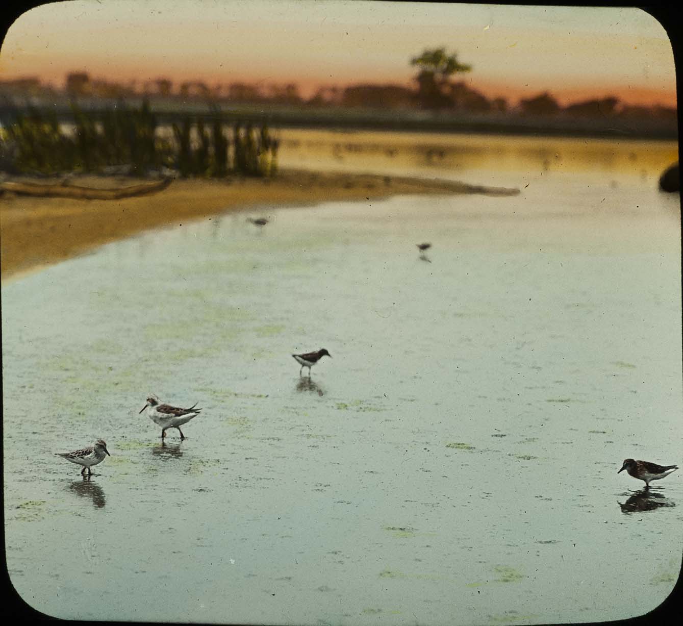 Lantern slide of a Wilson's Phalarope and White-rumped Sandpipers wading in shallow water